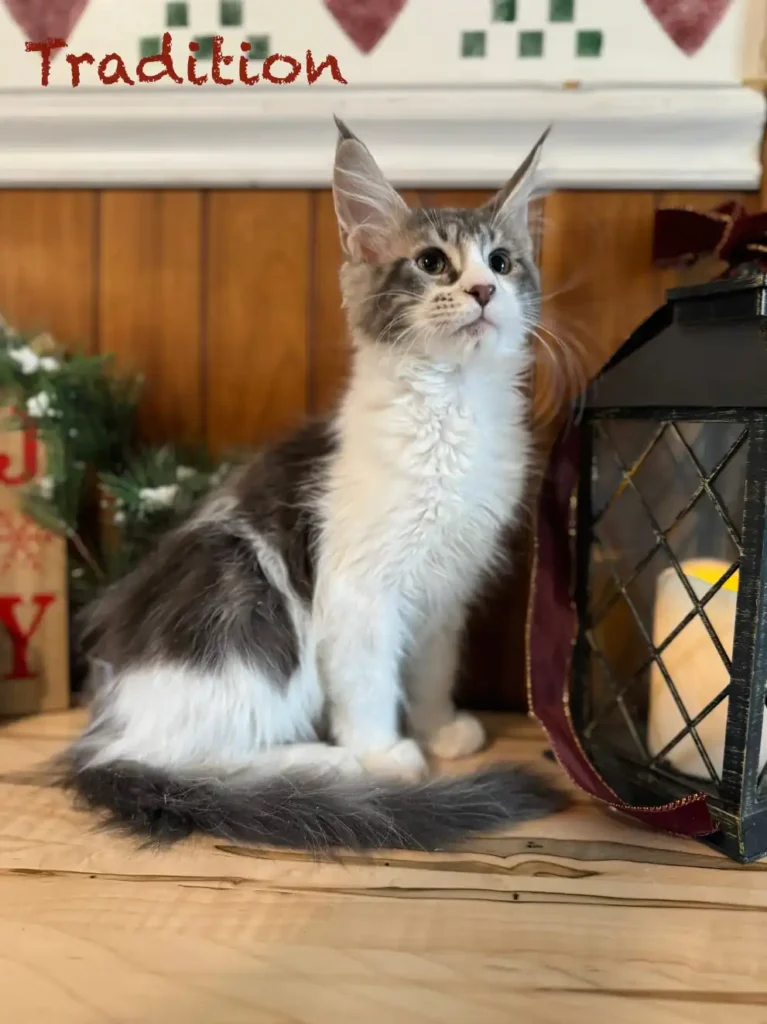 mt-haven-tradition-1