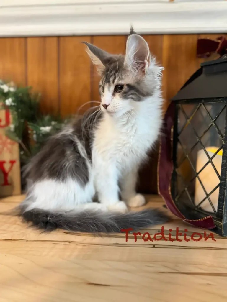 mt-haven-tradition-3