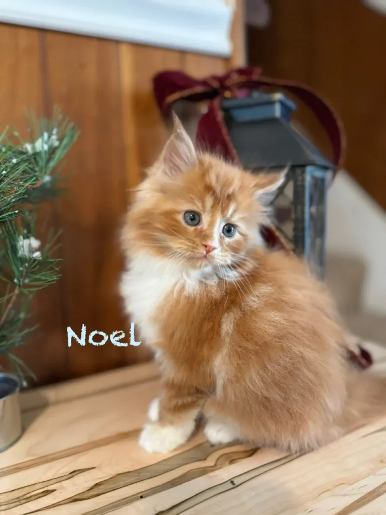 noel-1