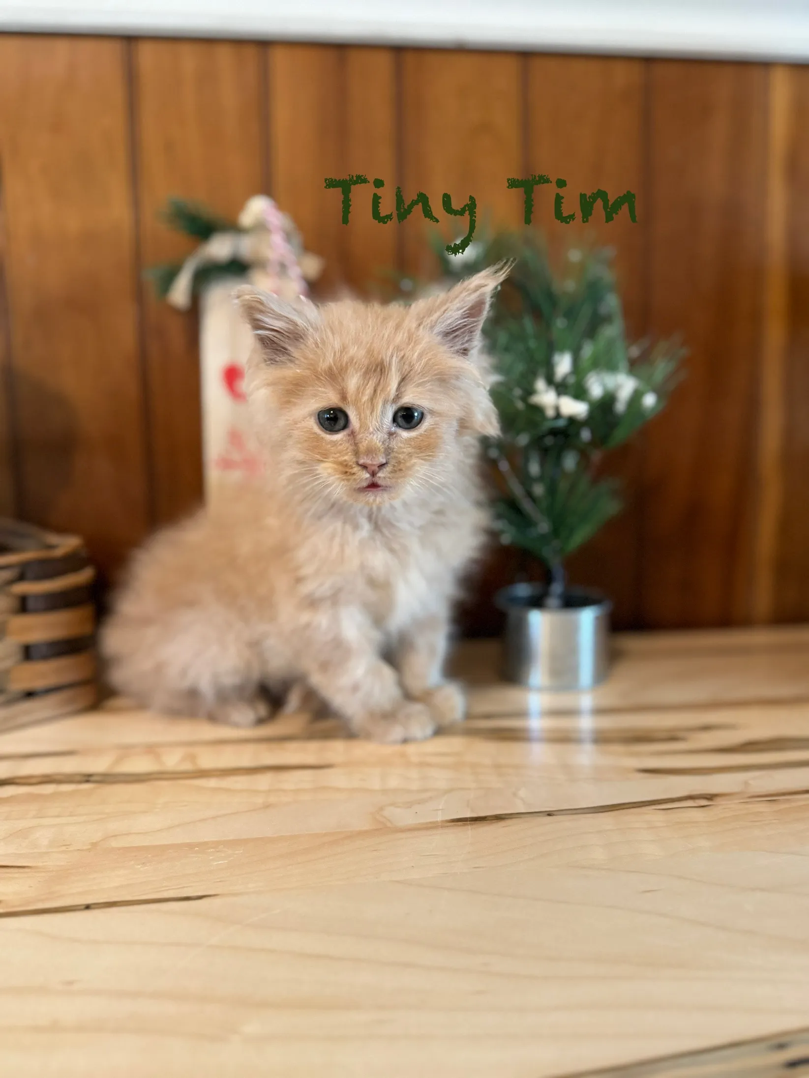 mt-haven-tiny-tim-1