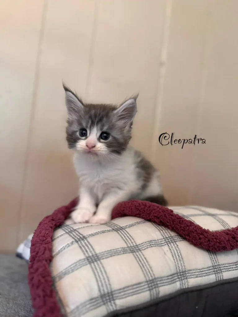 cleopatra (2)
