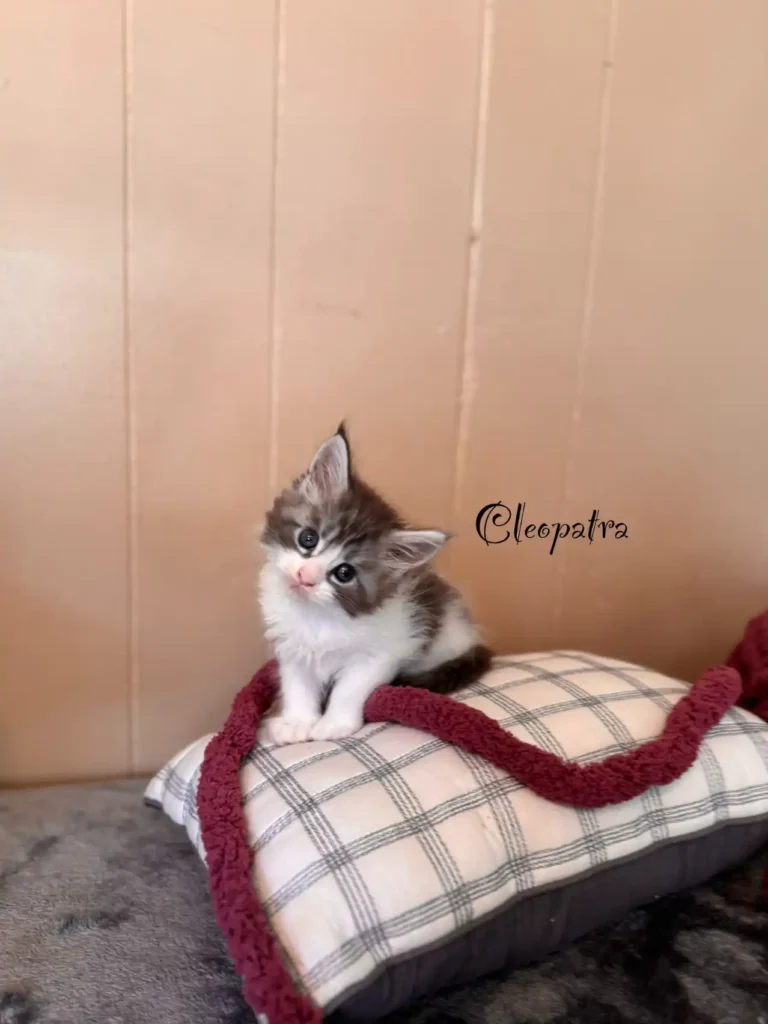 cleopatra (3)