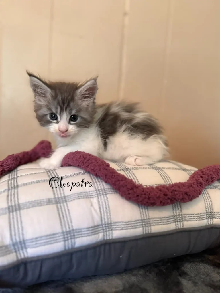 cleopatra