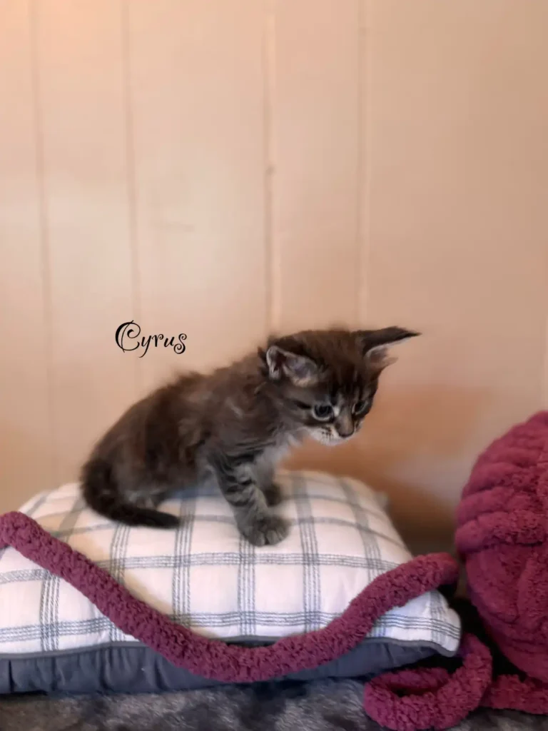 cyrus (3)