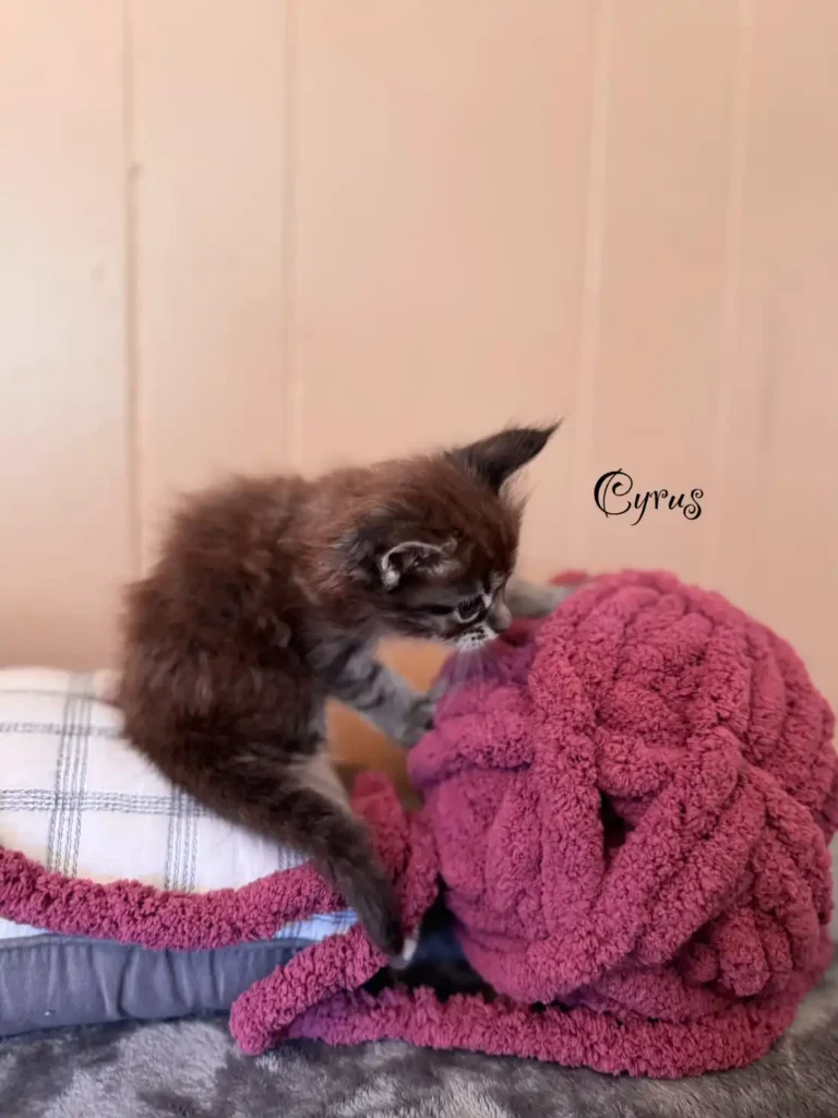 cyrus (4)