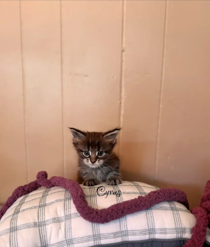 cyrus