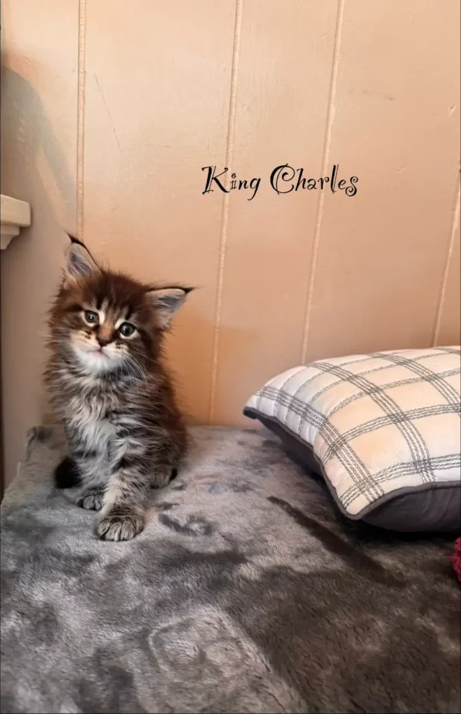 king
