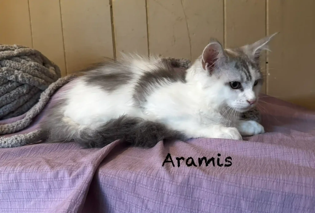 aramis1