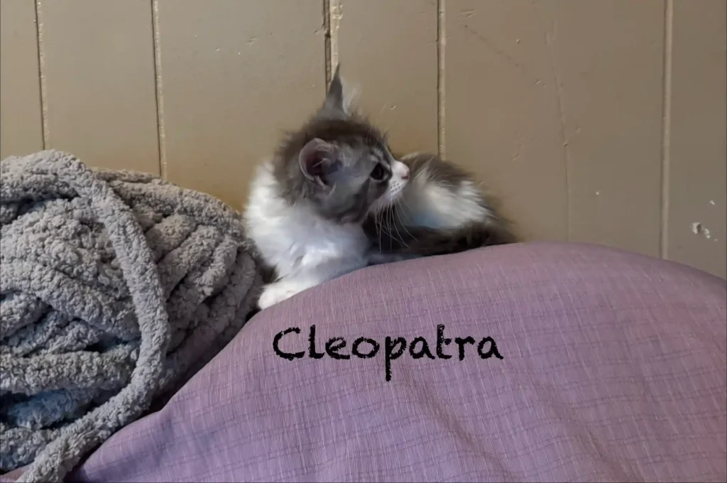cleo (2)