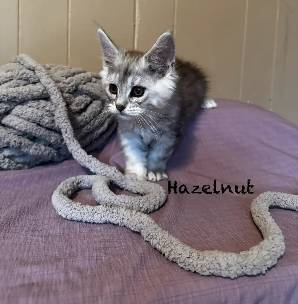 hazel