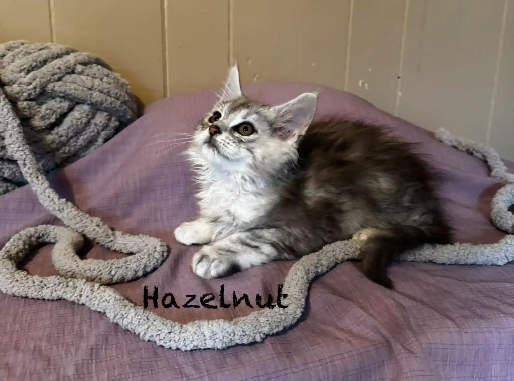 hazel1