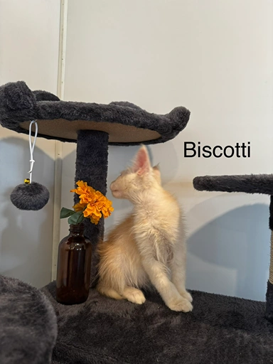 biscoti