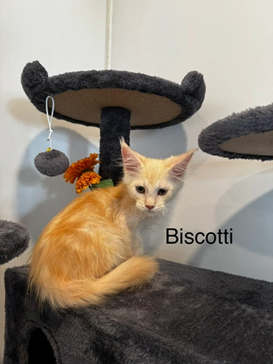 biscoti2