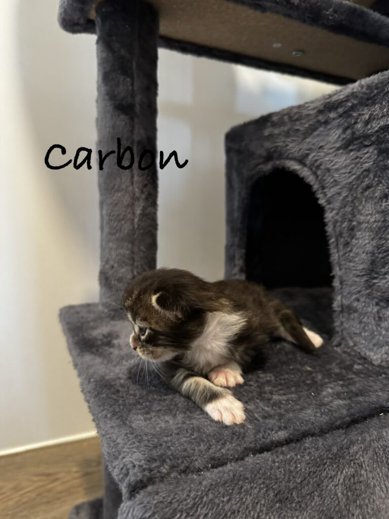 carbon