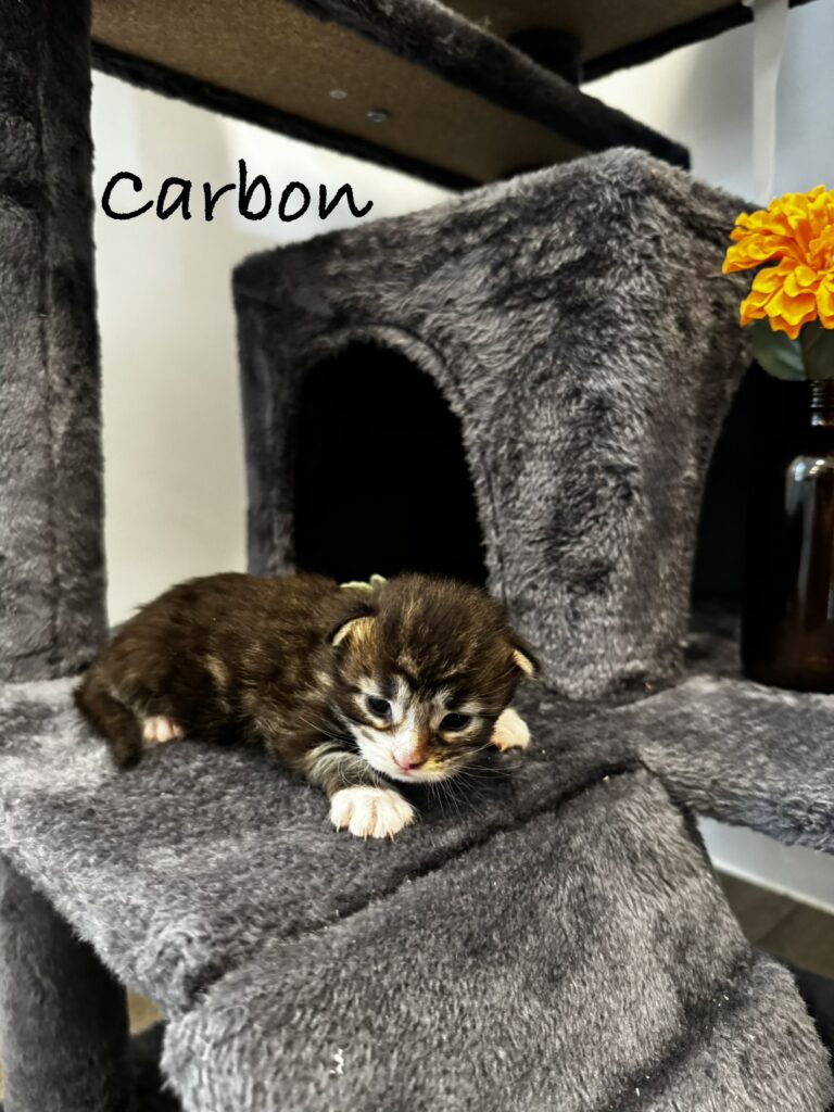 carbon1