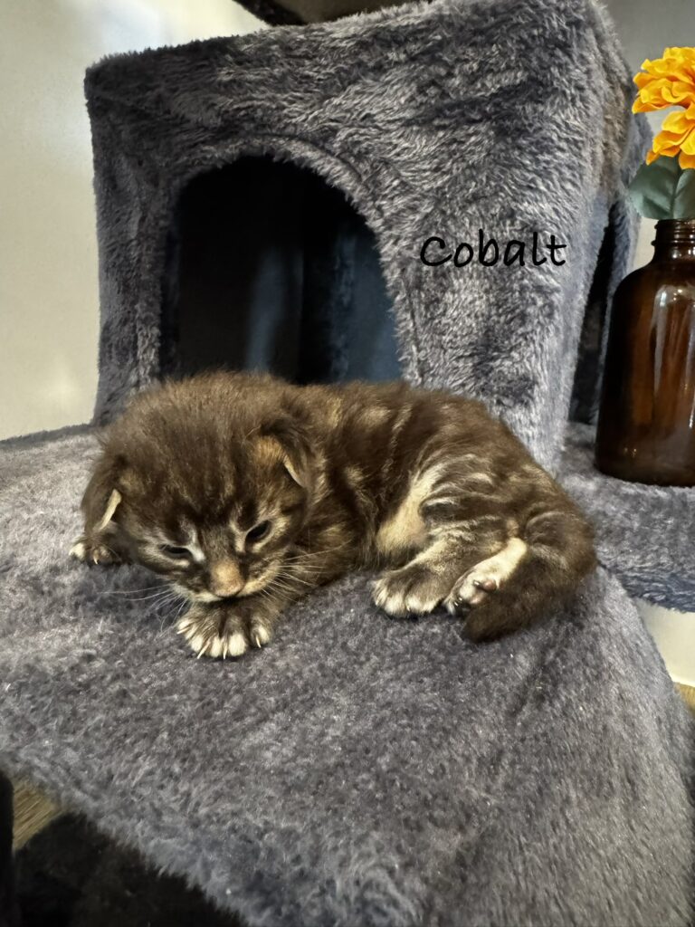 cobalt1