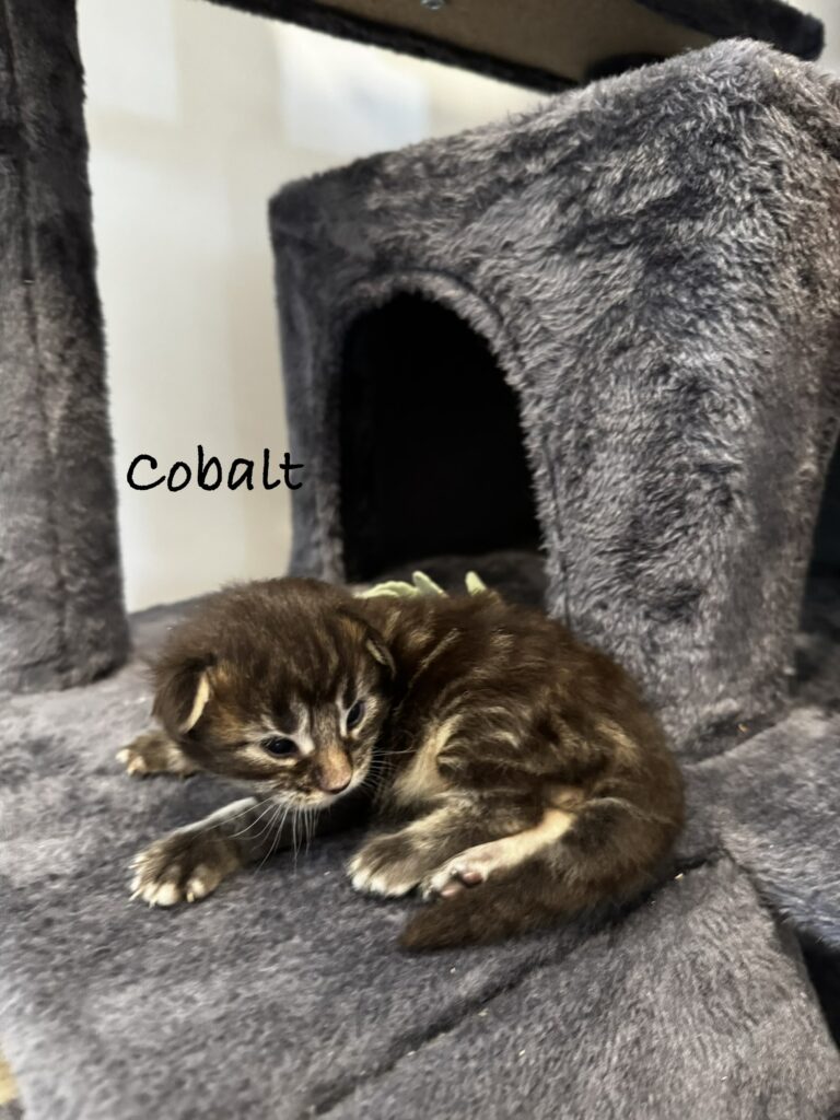 cobalt2