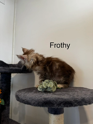 frothy