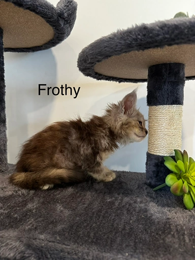frothy2
