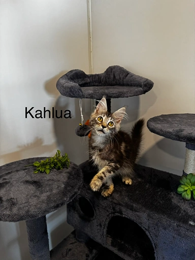 kahlua