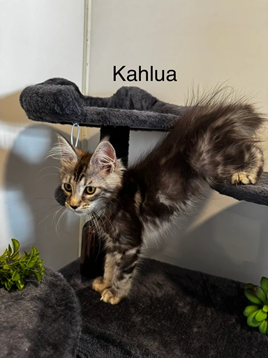 kahlua2