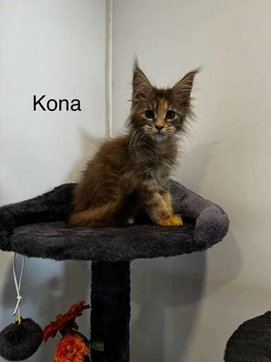 kona
