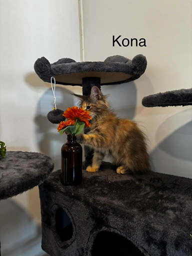 kona2