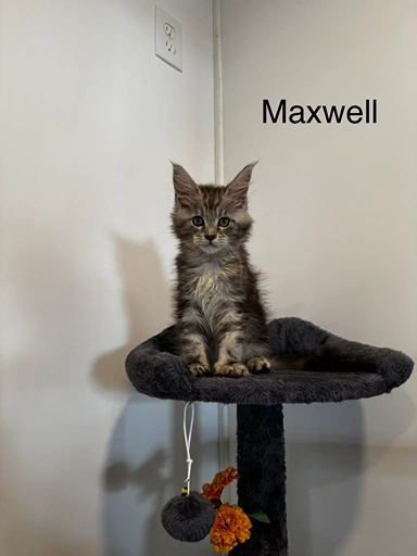 max