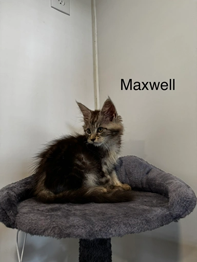 max2