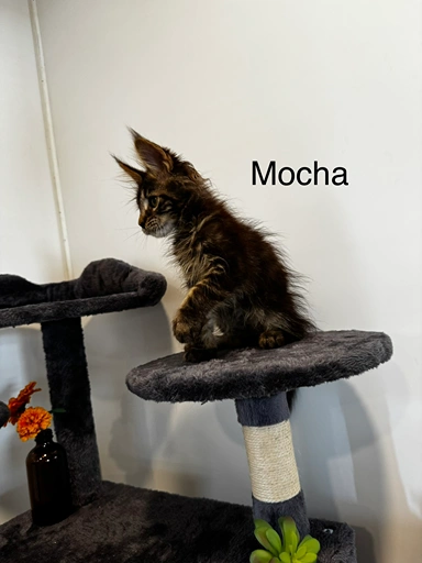 mocha