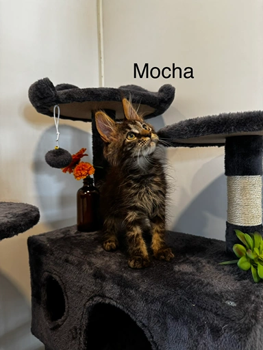 mocha2