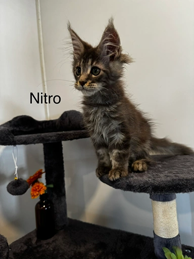 nitro
