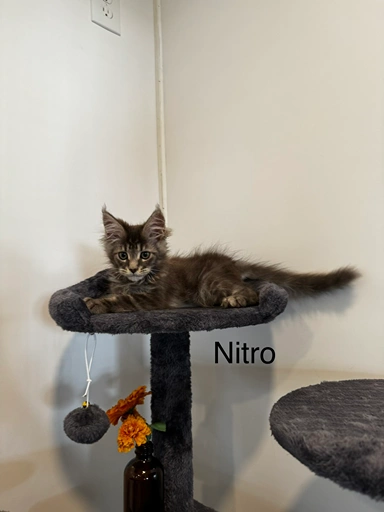 nitro2