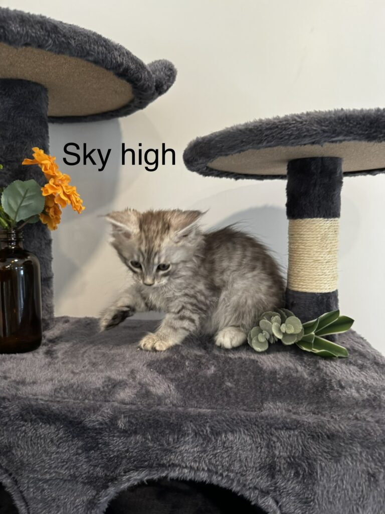 sky-high