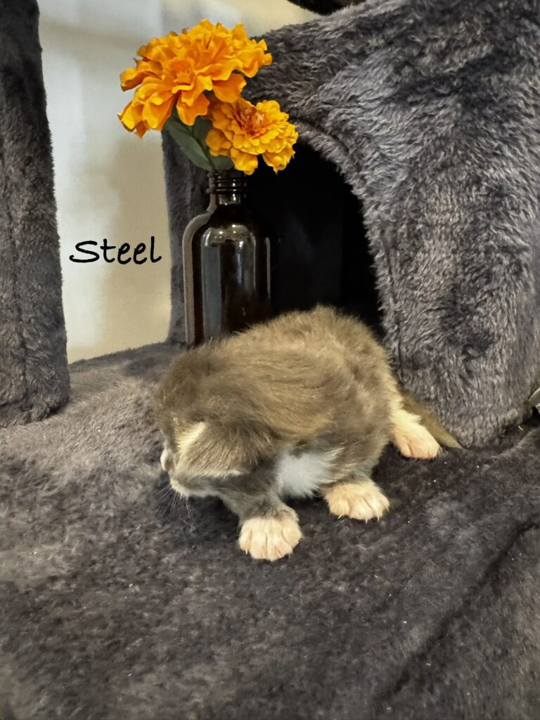 steel1