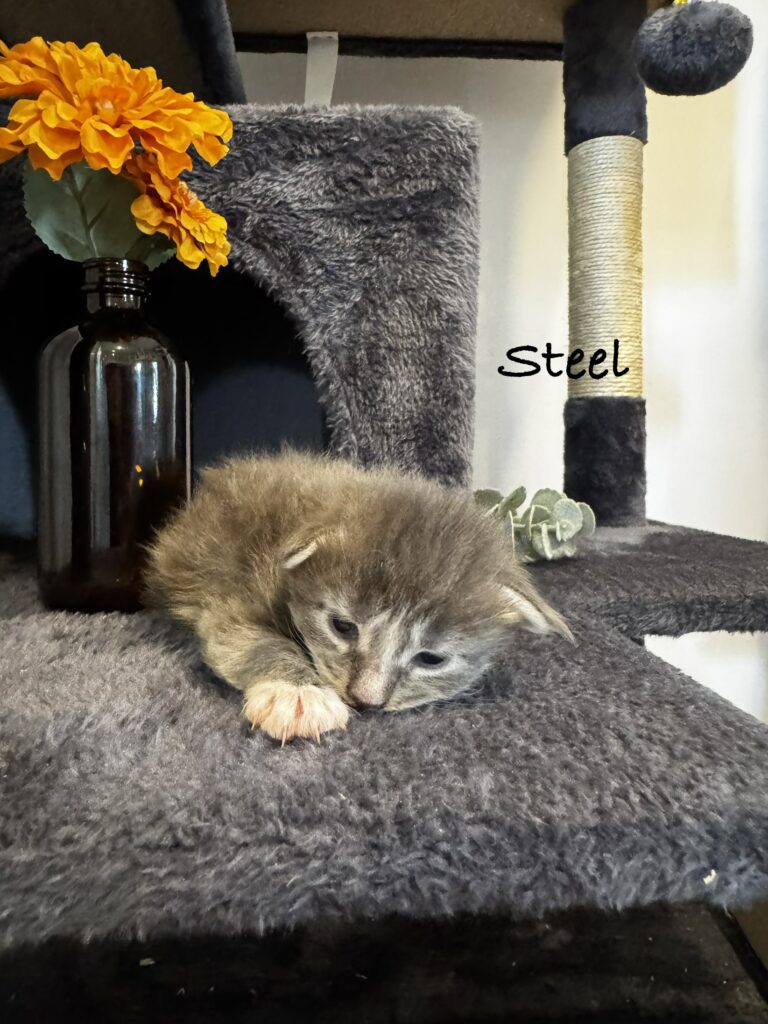 steel2