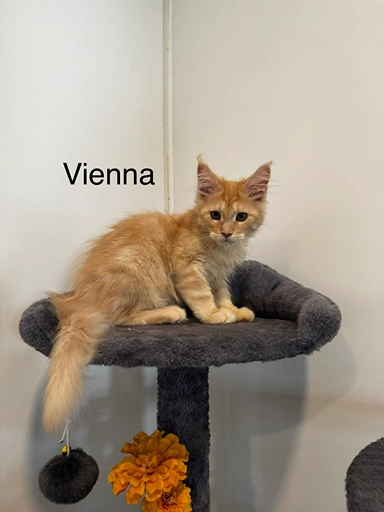 vienna