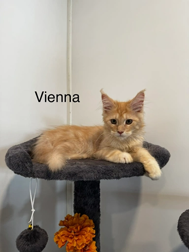 vienna2