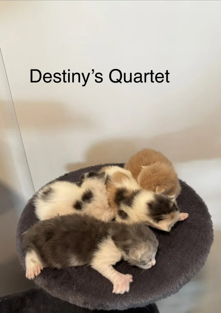 image22