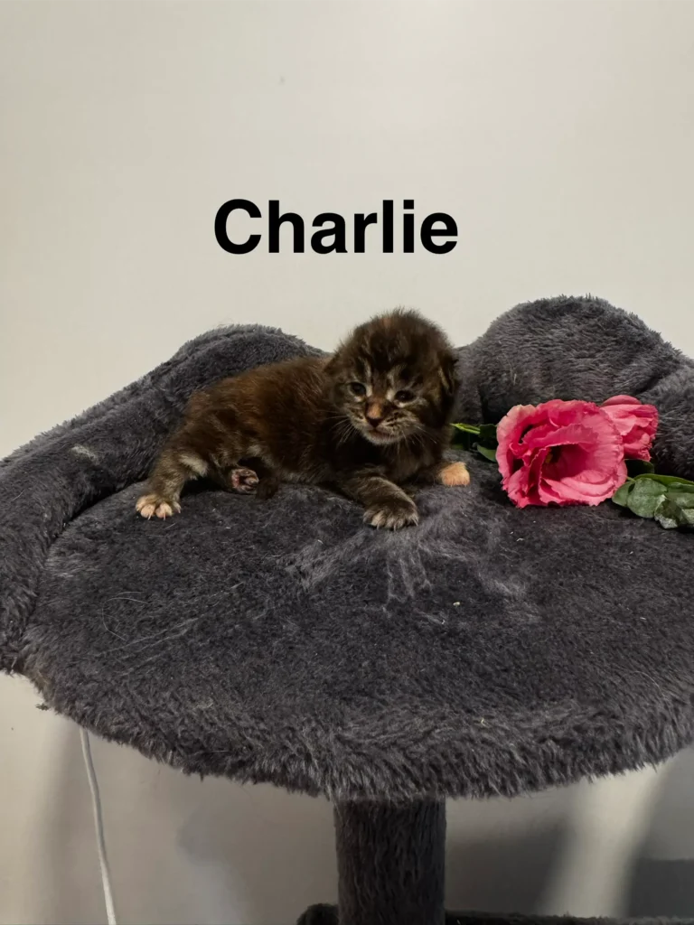 mt-haven-cats-new-babies-charlie-001