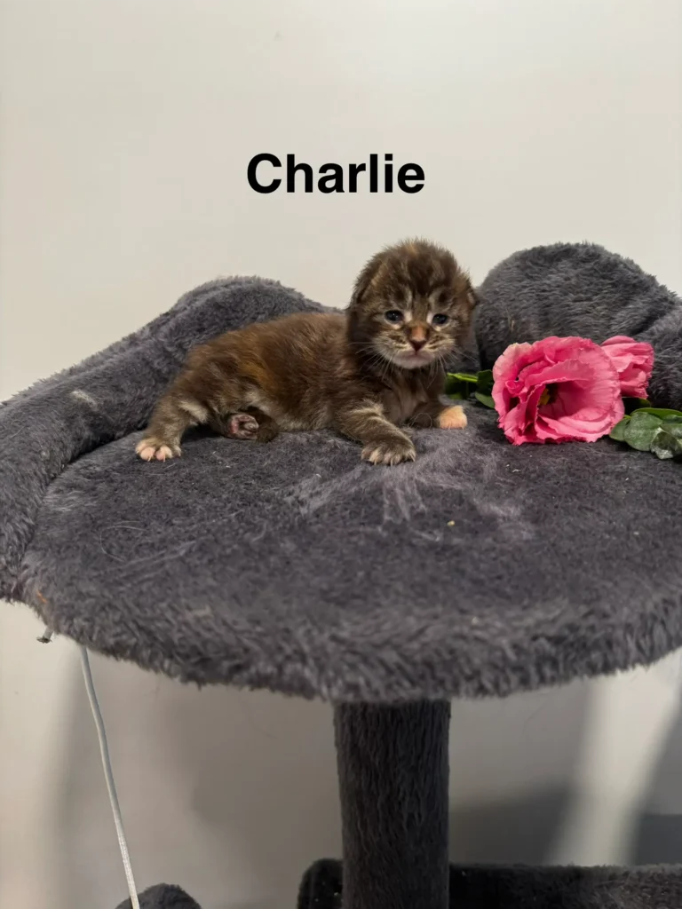 mt-haven-cats-new-babies-charlie-002