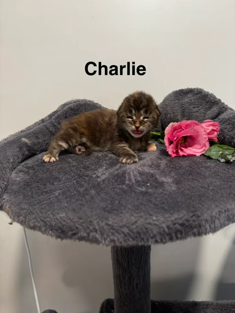 mt-haven-cats-new-babies-charlie-003