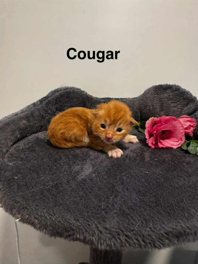 mt-haven-cats-new-babies-cougar-001