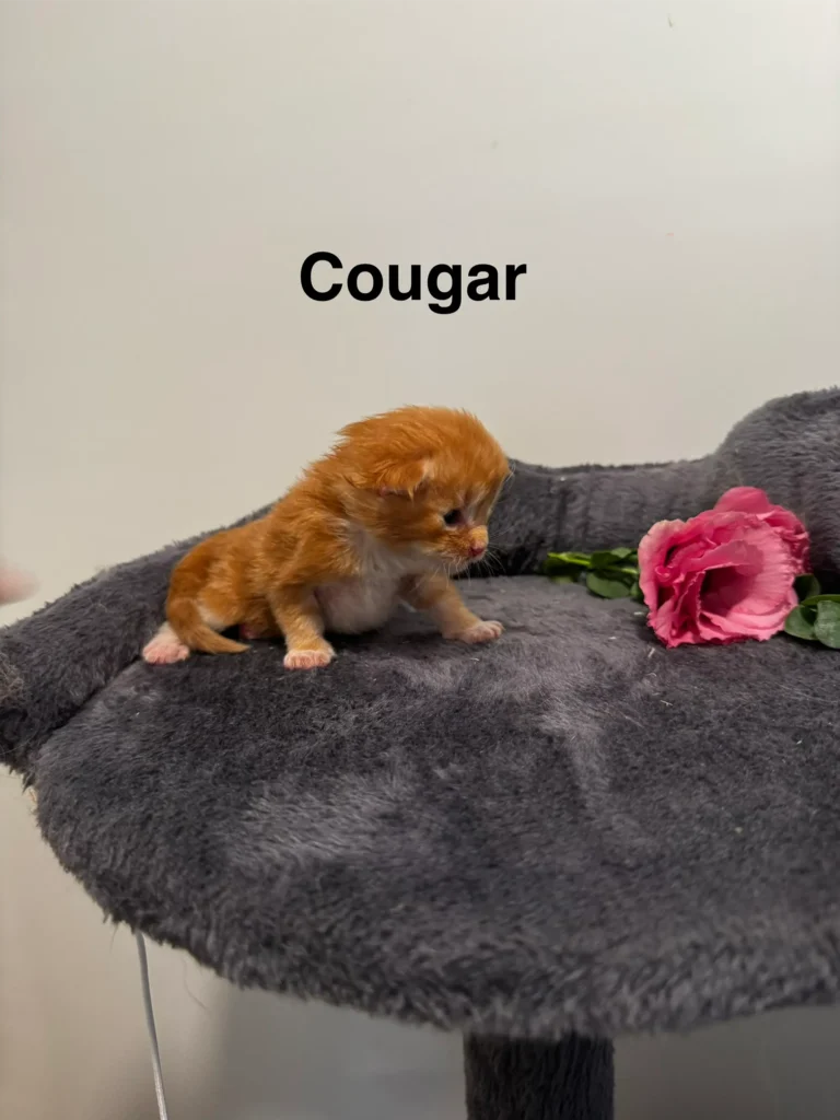 mt-haven-cats-new-babies-cougar-002