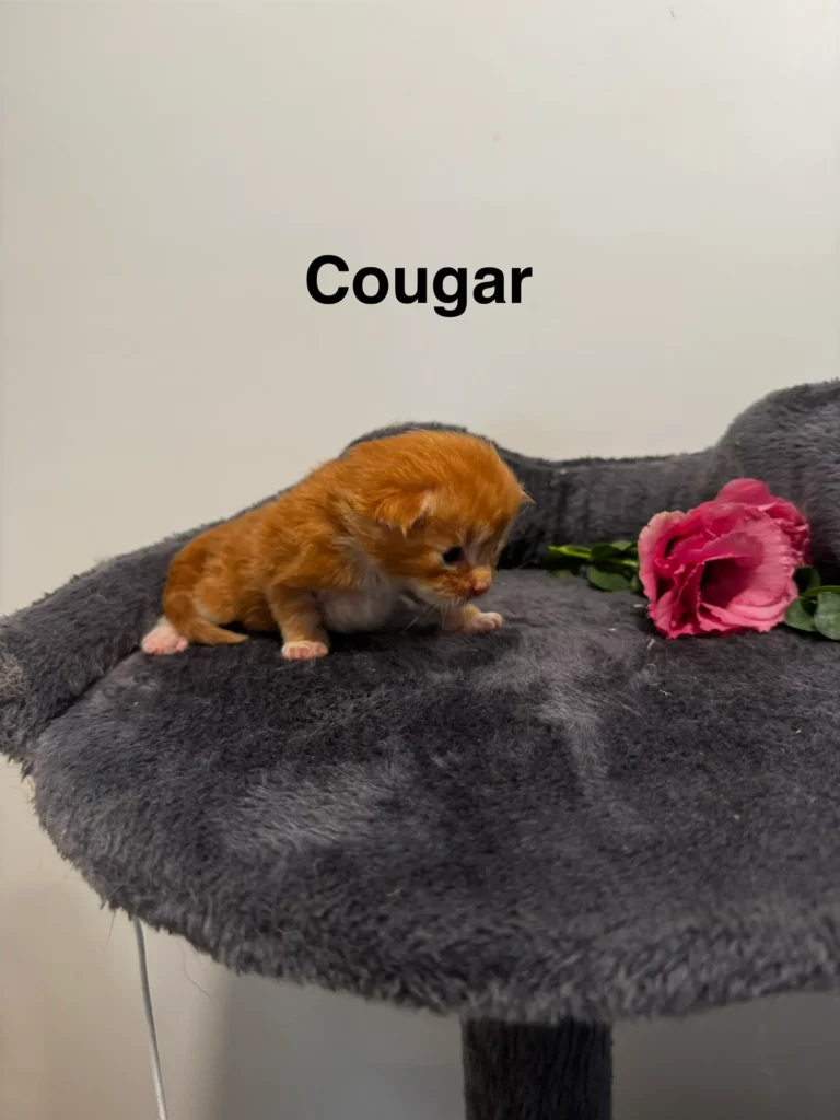 mt-haven-cats-new-babies-cougar-003