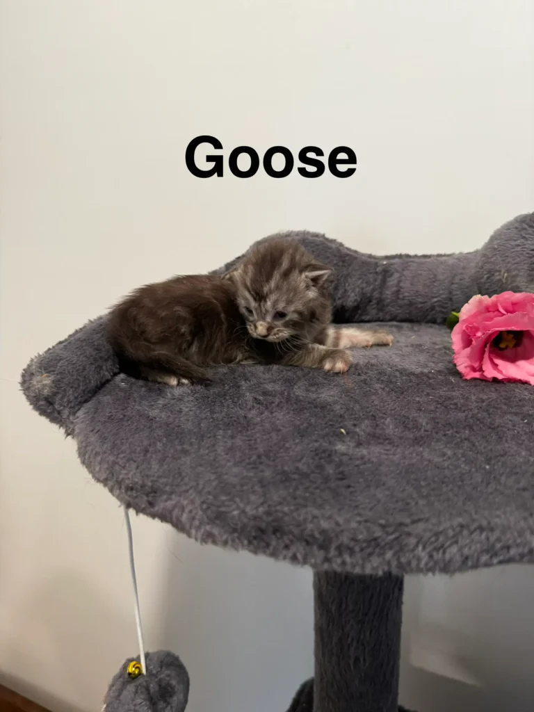 mt-haven-cats-new-babies-goose-001
