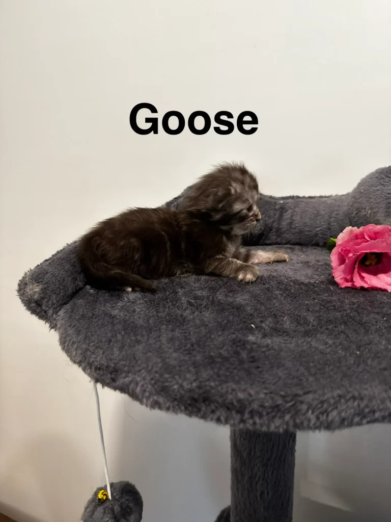 mt-haven-cats-new-babies-goose-002