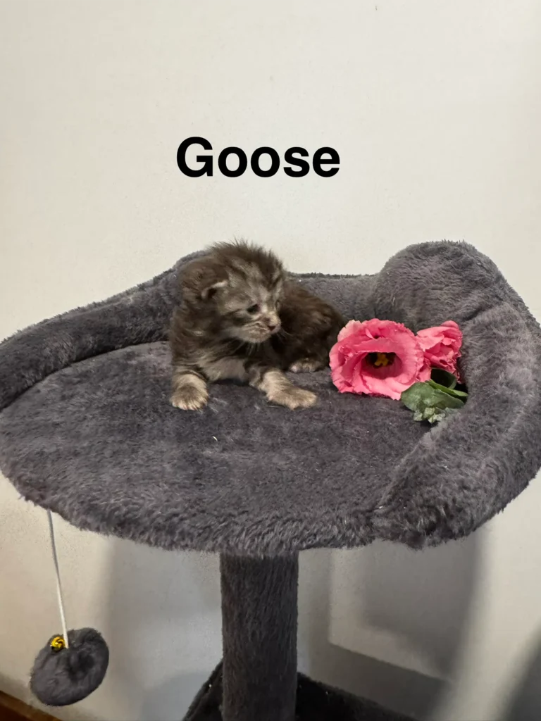 mt-haven-cats-new-babies-goose-003