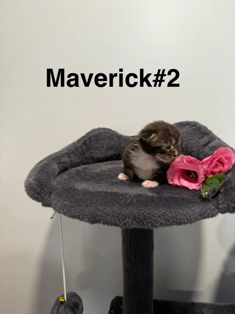 mt-haven-cats-new-babies-maverick-#2-001