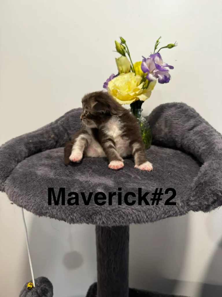 mt-haven-cats-new-babies-maverick-#2-002